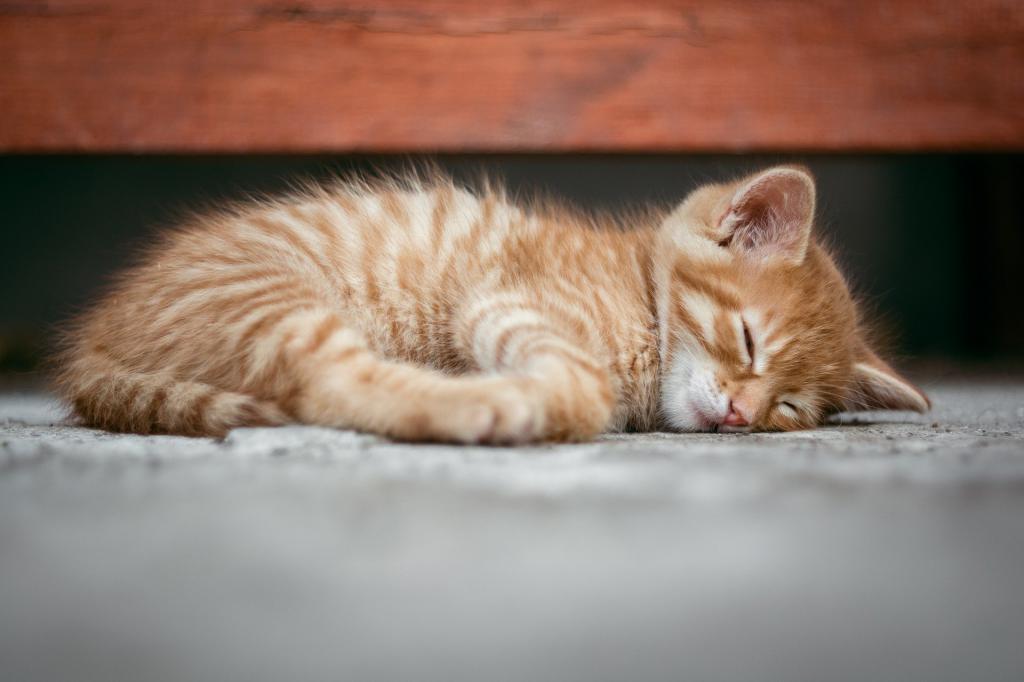 僕のマジック種明かしは、最高の睡眠導入剤
